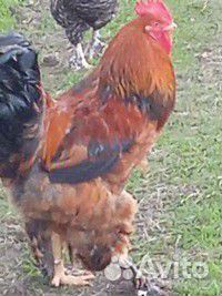 Петухи молодые и годовалые