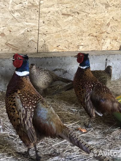 Фазан охотничий