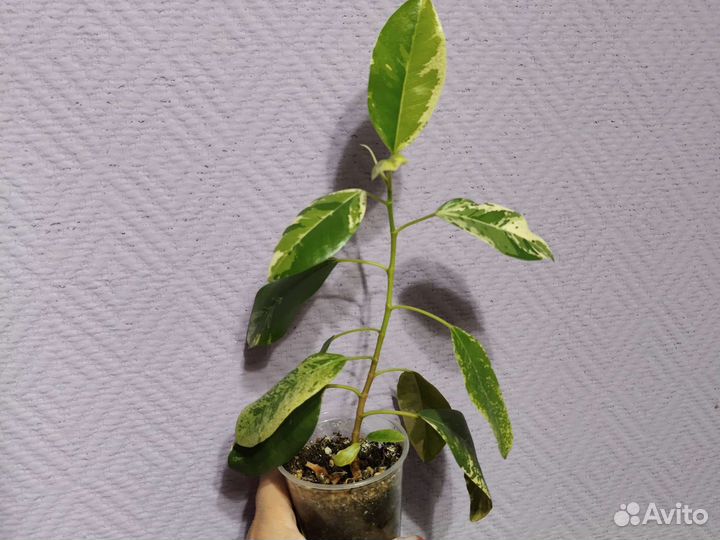 Фикус рубекиноза вар