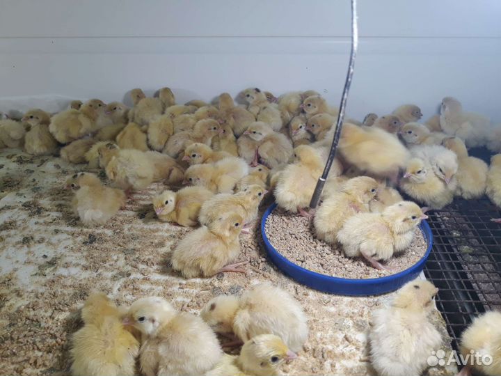 Суточные перепелята Техасский Белый,Феникс Золото