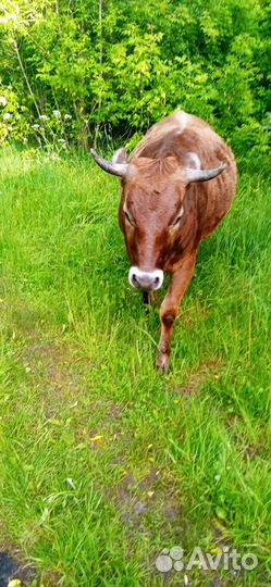 Тёлка с теленком