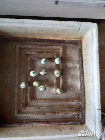 Инкубатор для яиц бу