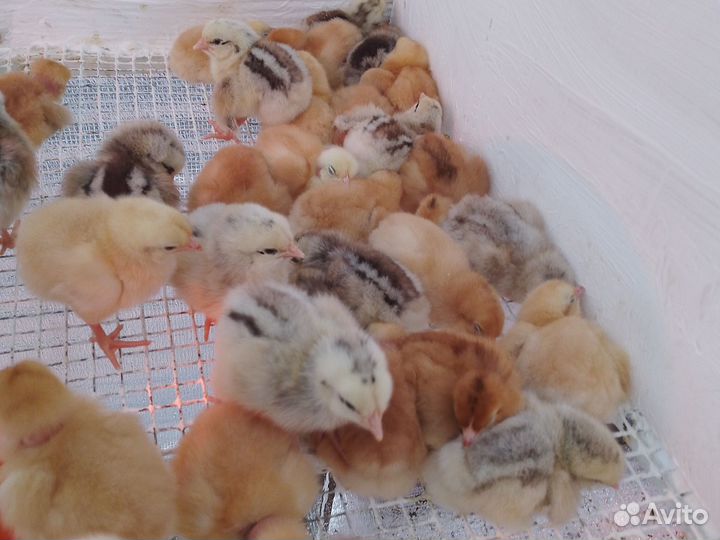 Цыплята бройлеры