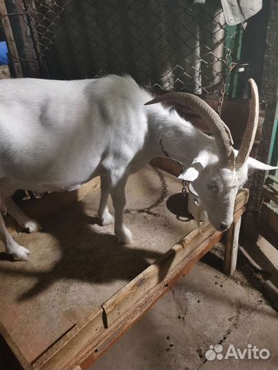 Коза дойная