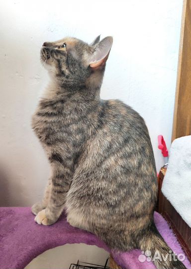 Кошка ищет дом