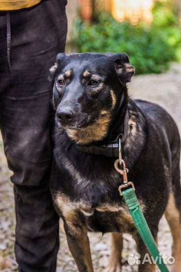 Собака в добрые руки