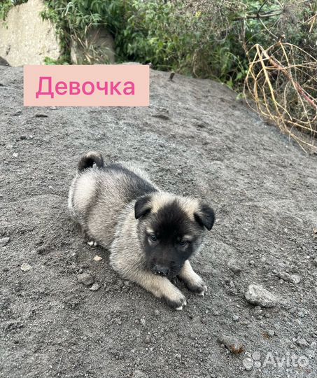Щенки ищут дом