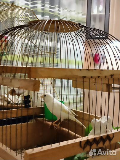 Кенара и канарейки