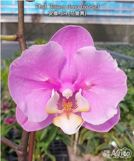 Орхидея фаленопсис Taisuco Anna