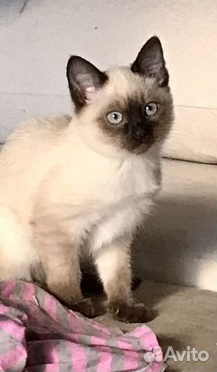 Сиамские котята