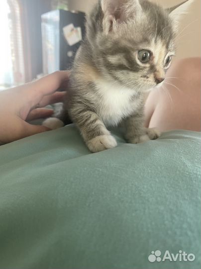 Котята в добрые руки даром