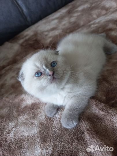 Шотландские котята