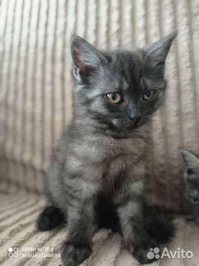 Котята прелестные