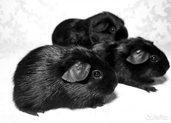 Морская свинка селф