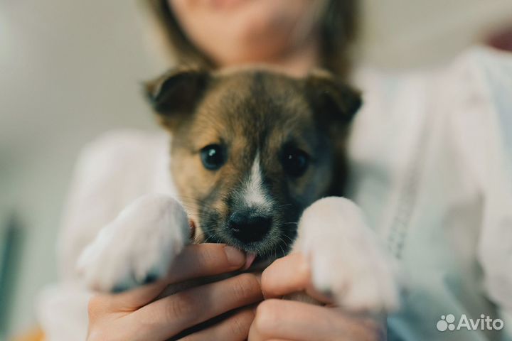 Щенок в добрые руки