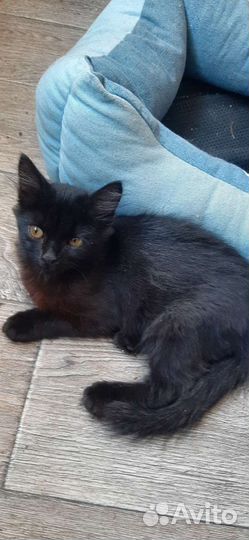 Котенок в дар бесплатно