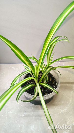 Хлорофитум