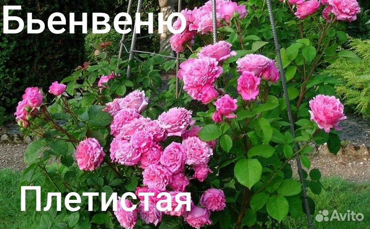 Саженцы роз. 25 сортов