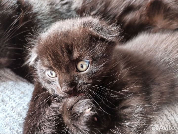 Вислоухий котёнок