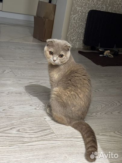 Шотланская вислоухая кошка