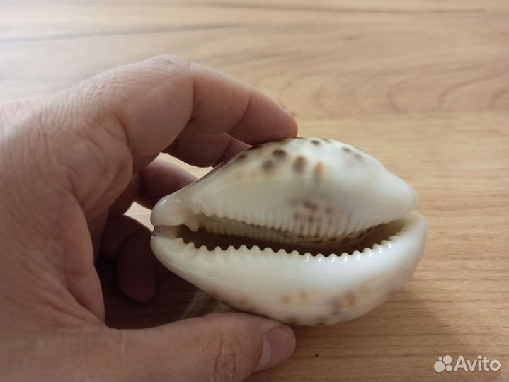 Морская раковина