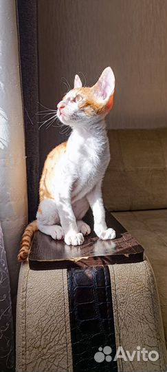 Котята корниш-рекс