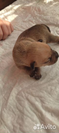 Той-терьер щенки