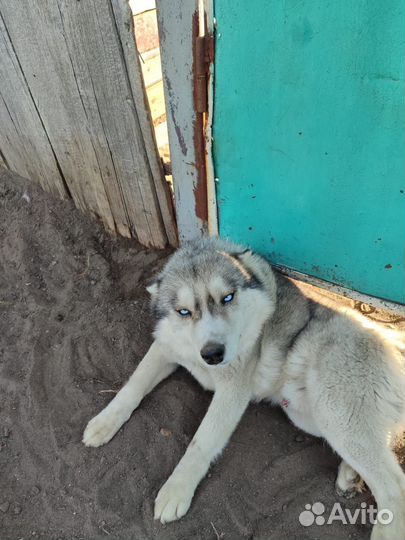 Сибирский хаски