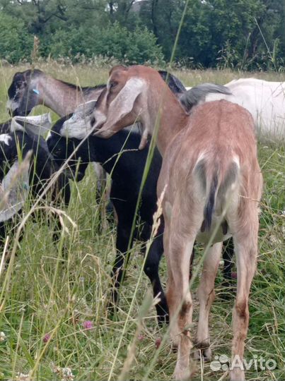 Коза нубийская, зааненская, козочка нубийка