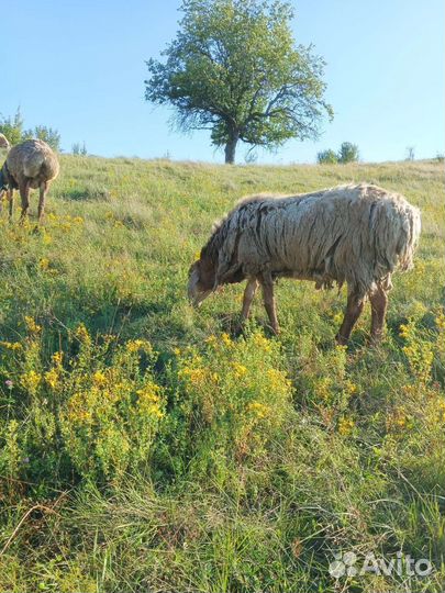 Овцы бараны