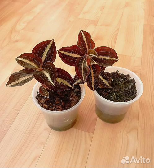 Анектохилус (драгоценная орхидея)