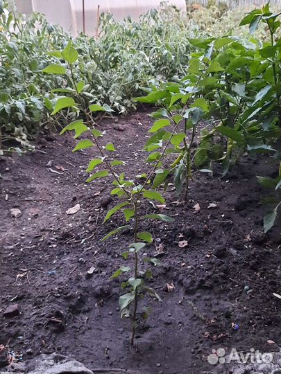 Сажинцы абрикоса