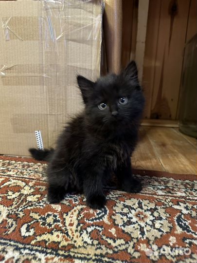 Котята в добрые руки бесплатно