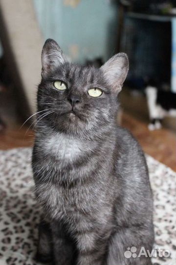 Британка Шуша