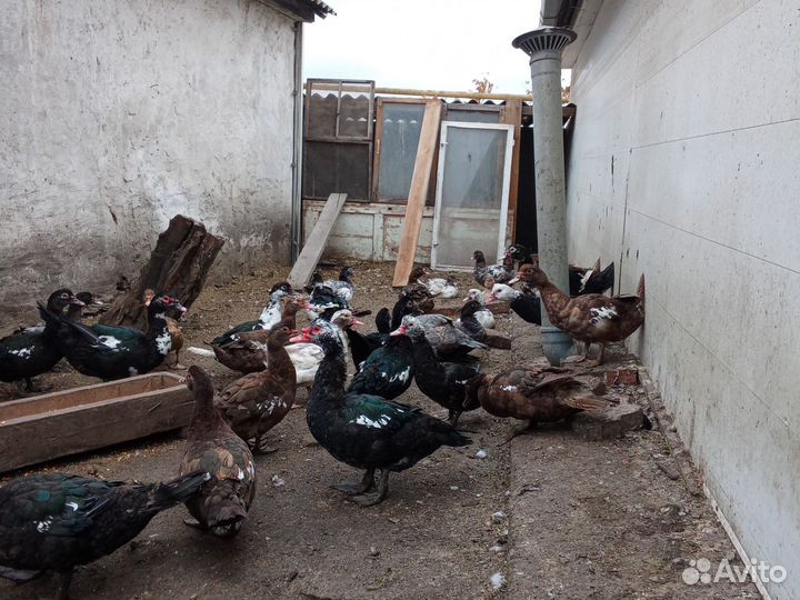 Утки на племя или мясо