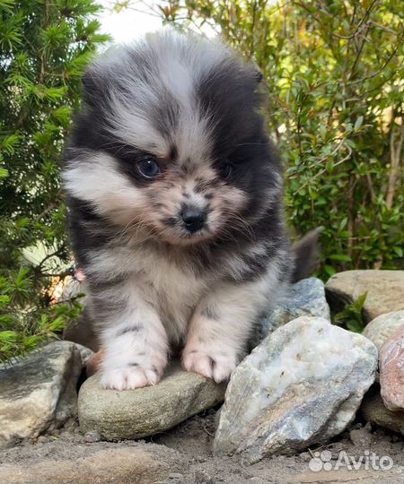 Щенки шпица