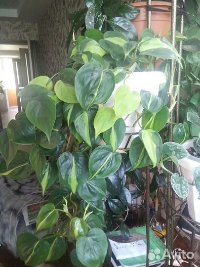 Хедера,фикусы,филы