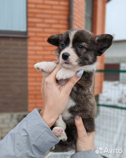 Малыши корги мальчики и девочки