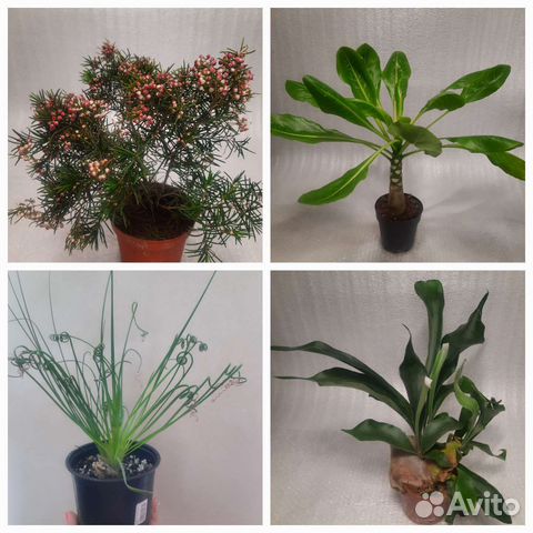 Экзоты: Бригамия, Хамелациум, Альбука, Платицериум