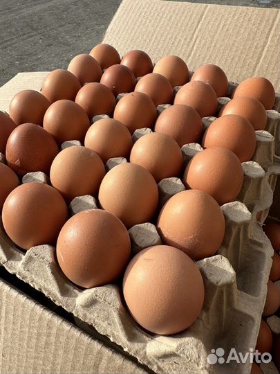 Яйца куриные оптом