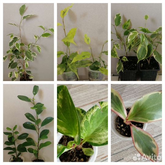 Фикусы сортовые