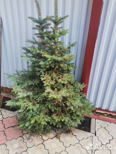 Ель голубая карликовая