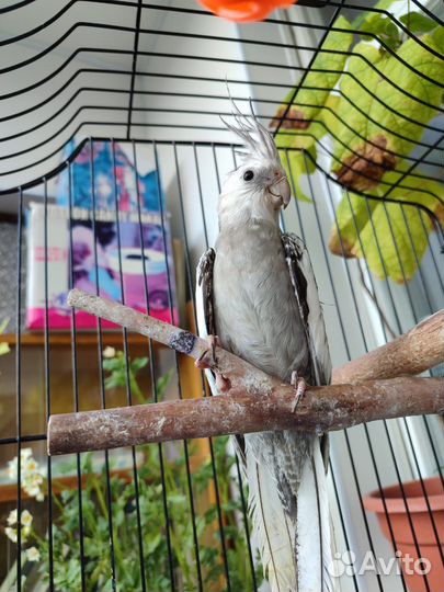 Попугай корелла. Безщекая. Птенцы