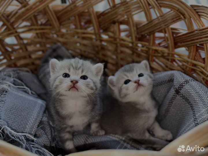 Британские котята