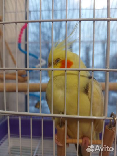 Попугай корелла