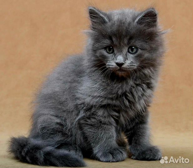Котенок девочка в добрые руки