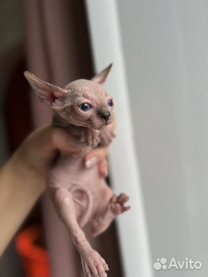 Канадский сфинкс