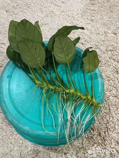 Аквариумные растения