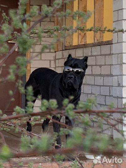 Кане Корсо Вязка