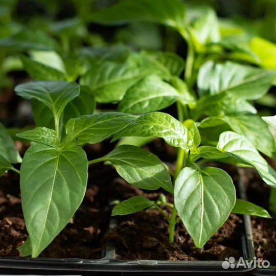 Продам рассаду острого перца